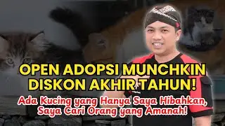 OPEN ADOPSI & HIBAH KITTEN MUNCHKIN Mulai 500RB, Ada yang GRATIS!