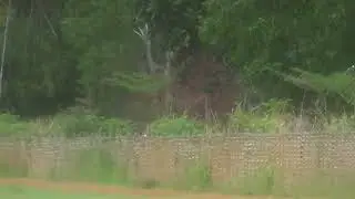 TREN KERAPAN SAPI LAPANGAN MURTAJIH LEKKOLEK