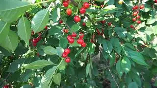 Вишня Десертная Морозовой (2020)