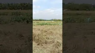 Philippine Mindanao tacurong city palay barato