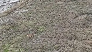 Portishead Drone: Deer at the Portbury Wharf Nature Reserve