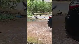 Crows Fly Straight into Oncoming Traffic
