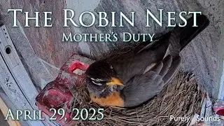 Watch the Robin Family Live &ndash; Mother's Duty (April 29, 2025)