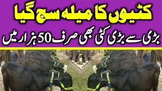 Kattyain For Sale | Young buffalo for sale | Katti Farming In Pakistan | 1 Saal Ki Kattiyan 