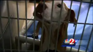 Campaign continues to save pet beagle