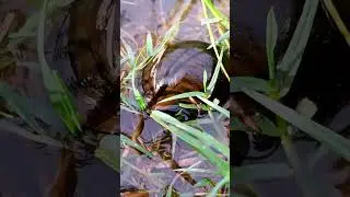 27-Snail&rsquo;s Struggle: Moving Through Flood Waters
