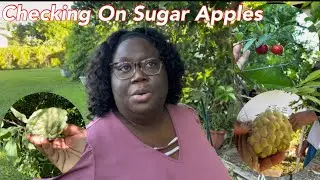 Kontrolle &uuml;ber Zucker&auml;pfel #Garten #Obst #Florida