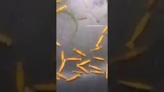 Shrimp 🦐🦐🍤🦐🍤🦐🍤 #aquariumfish #colorful #viral #aquarium #video #shorts #youtube