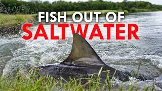 How Did Sharks Get Into a Golf Course?
