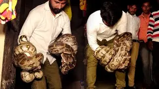 देखिए बहुत ही जबरदस्त तरीके से एक साथ दो अजगर सांप को कैसे रेस्क्यू किया। Its very Difficult Rescue