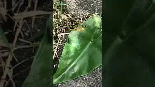 can a live leaf burned🔥? VS magnifying lens #shorts #experiment #top
