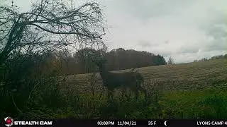 Antler Ice Mock Scrape 2021 (part 2)