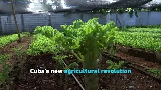 Cuba&rsquo;s new agricultural revolution