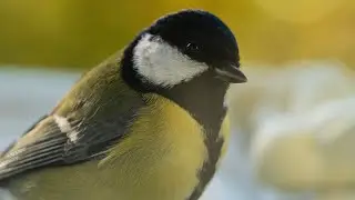 Relaxing Bird Video - Late Autumn in Norway - 4K Nature Relaxation
