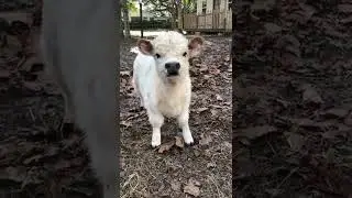Anak Sapi Kecil imut Menggemaskan #sapi #shorts #cute #viral