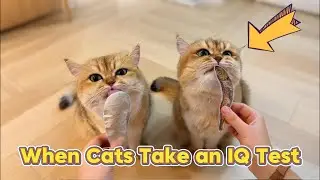 Тесты на IQ кошек: реакции, которые вас удивят.