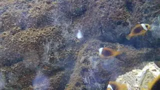 Amphiprion melanopus