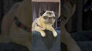 Dog meets RASPBERRY! 👀 #cutepug #cutedog #pugdog