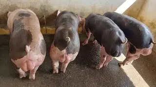 4 RAÇAS DE PORCOS PARA VOCÊ TER LUCRO NA SUA CRIAÇÃO