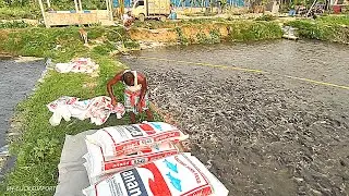 Feeding Strategy for Catfish&hellip; Aquaculture | Produce farm-raised Catfish