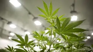Canopy CEO talks Q3 earnings, building a brand, supply chain efficiency, and profitability outlook
