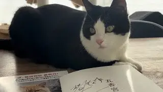 【五香宮の猫】映画を観て