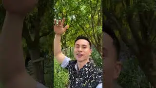 Hybrid Golden Chain Tree