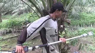 Zenoah  Palm Fruit Harvester   1 5 Metres