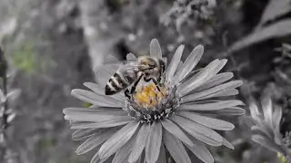 The most perfect creation nature is flowers, bees/Самые совершенные создание природы цветы и пчёлы