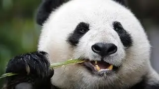Giant Pandas - The Last Refuge (Wildlife Documentary)