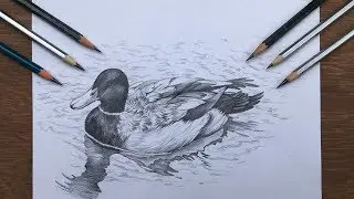 Duck drawing in pencil | pencil shading | drawing a duck in water | pencil sketch
