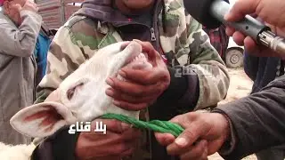 علوش ضخم بزوز ملاين و200 في سوق الغنم وأرخص علوش ب760دينار..ربي عاطي خيرو لكن الفلاح متغشش ؟!!
