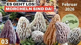 ES GEHT LOS! | DIE MORCHELN SIND DA!!! 😍 | Eine wahnsinnige &Uuml;berraschung &ndash; Morcheln im Februar 2026