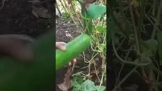 Harvesting Cucumber (Pipino)  #countryside #harvest #farminglife #simplelife #cucumber#shorts