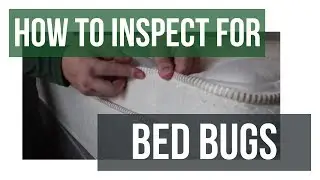 Quick Solutions: How to Inspect for Bed Bugs
