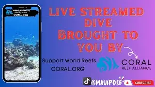 Diving with Heroes: Sunset Beach and the Coral Reef Alliance's Mission! 🌅🐡
