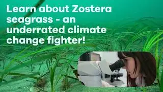 Zostera Seagrass – Dr Richard Unsworth, Project Seagrass – Blue Carbon Conference