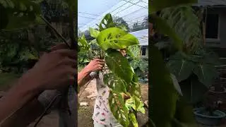 Plant Blessings Activated 🌱🔥 | 1st Harvest of 2026💚💚🐝  #davaojunglegarden #plantsmakemehappy #aroids