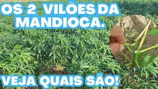 OS DOIS MAIORES PROBLEMAS DA CULTURA DA MANDIOCA!