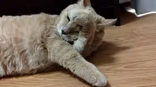 みーちゃんのほっこりな日常2261