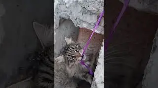 StrayCaT routines😺Playing after Full Tank🍗😽 #cat #cute #shortvideo #shorts #fyp #catlovers