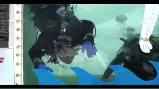 Groundhog Divers SCUBA at the International Plowing Match
