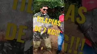 TILAPIAS DE 7KG!!! VIDEO  NO CANAL!! #fishing #fishingtips #shorts #tilapia INSCREVA-SE AGORA 👇🏼👇🏼👇🏼
