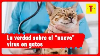 Gatos en riesgo por virus letal &iquest;c&oacute;mo identificarlo a tiempo? | C&oacute;mo Amaneci&oacute;