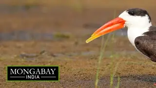 Indian skimmer: Vulnerable bird species