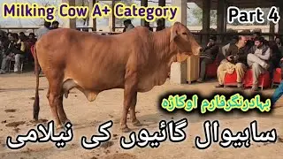 Auction of Sahiwal Milking Cow A+ Category || (Part 4)گورنمنٹ بہادرنگر فارم پر گائیوں کی نیلامی