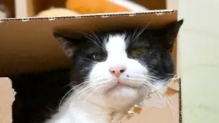 猫のシニカルスマイル