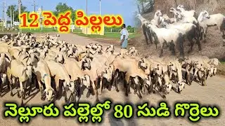 రైతుల దగ్గర ఉన్న గొర్రెలు పిల్లలు 97058 59574 Nellore judipi sheeps kids alikhankrk