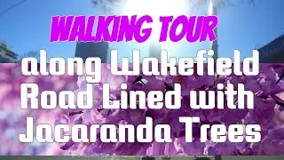 Walking Tour along Wakefield Road Lined with Jacaranda Trees