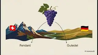 Chasselas: Unveiling the Subtle Charms of Switzerland's Signature Grape